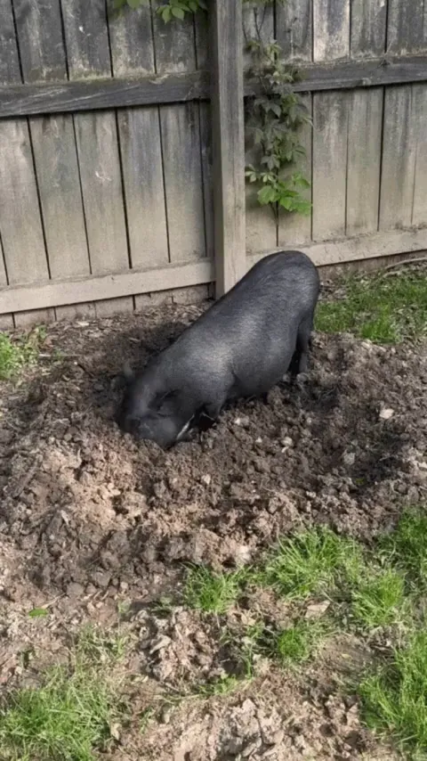Pigging in the dirt