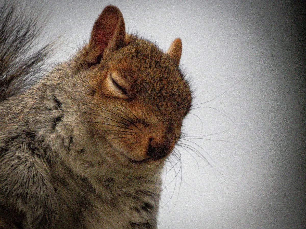 This is Sandy, every morning she comes to my window and I hand feed her peanuts!