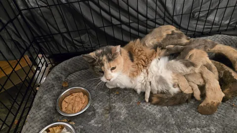 Neglected, malnourished, and covered in mats, but the absolute sweetest girl.