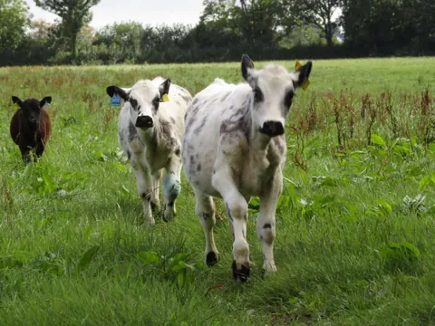 Some recent pictures of Custard and Cream. They do absolutely everything together.