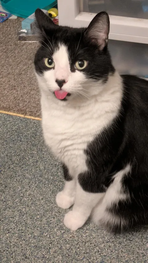 Biggest blep ever