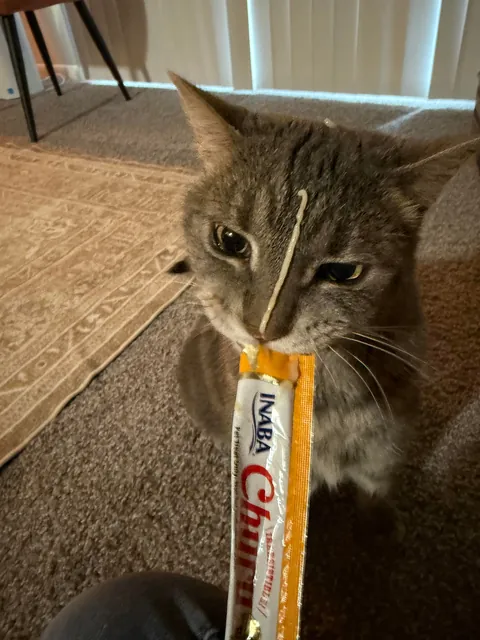 I accidentally shot Churu on his poor little face 😢