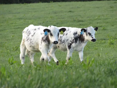 Here are a bunch of pictures of Custard and Cream hanging out with each other! These girls are always together.