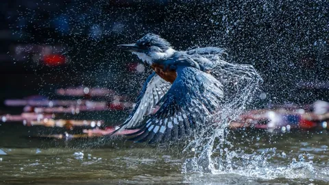 🔥 18 images from the 2025 Audubon Photography Awards
