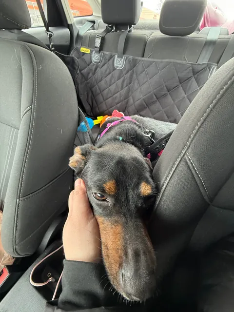 Took little Messiah for a field trip away from the shelter today