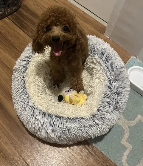 Happy little boy coz he got a new toy :)