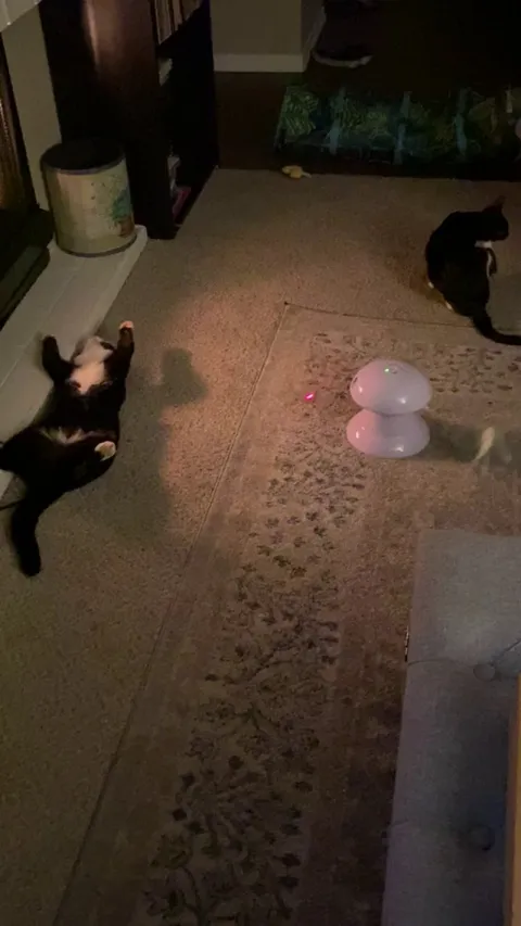 Someone likes the Fire .. I swear he’s alive 😅