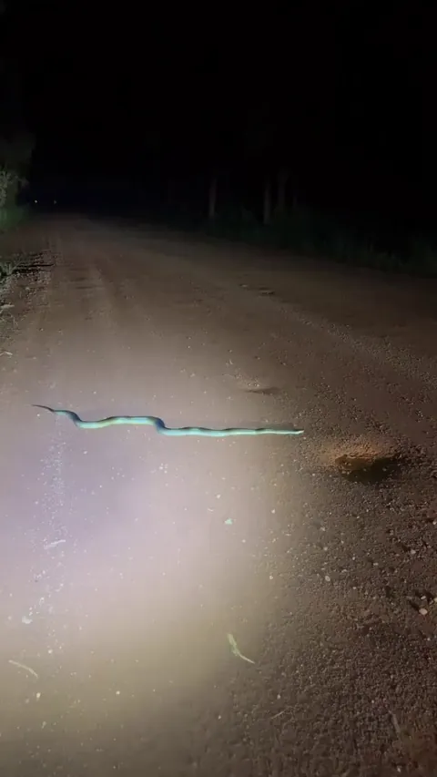 🔥 Water python (Liasis fuscus) resting on a road in Cape York before Cyclone Narelle