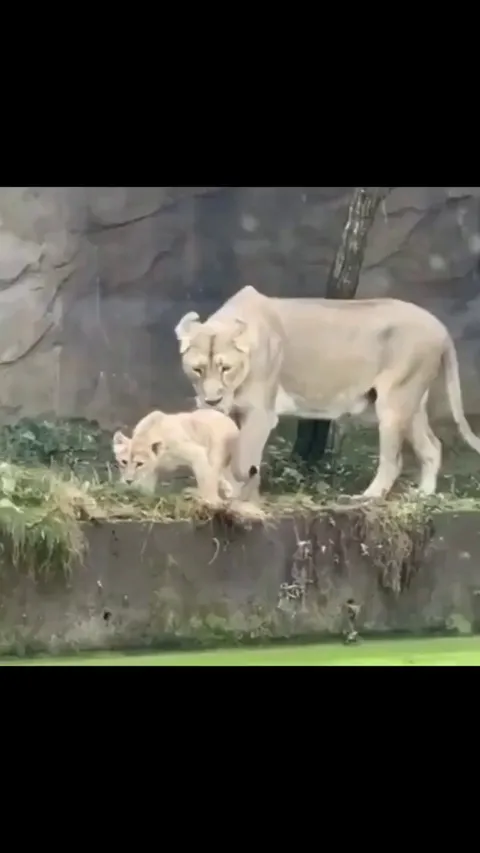 A lion pushes its child without knowing it is water
