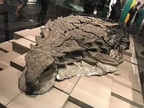 🔥 a mummified dinosaur in a museum in canada 🔥