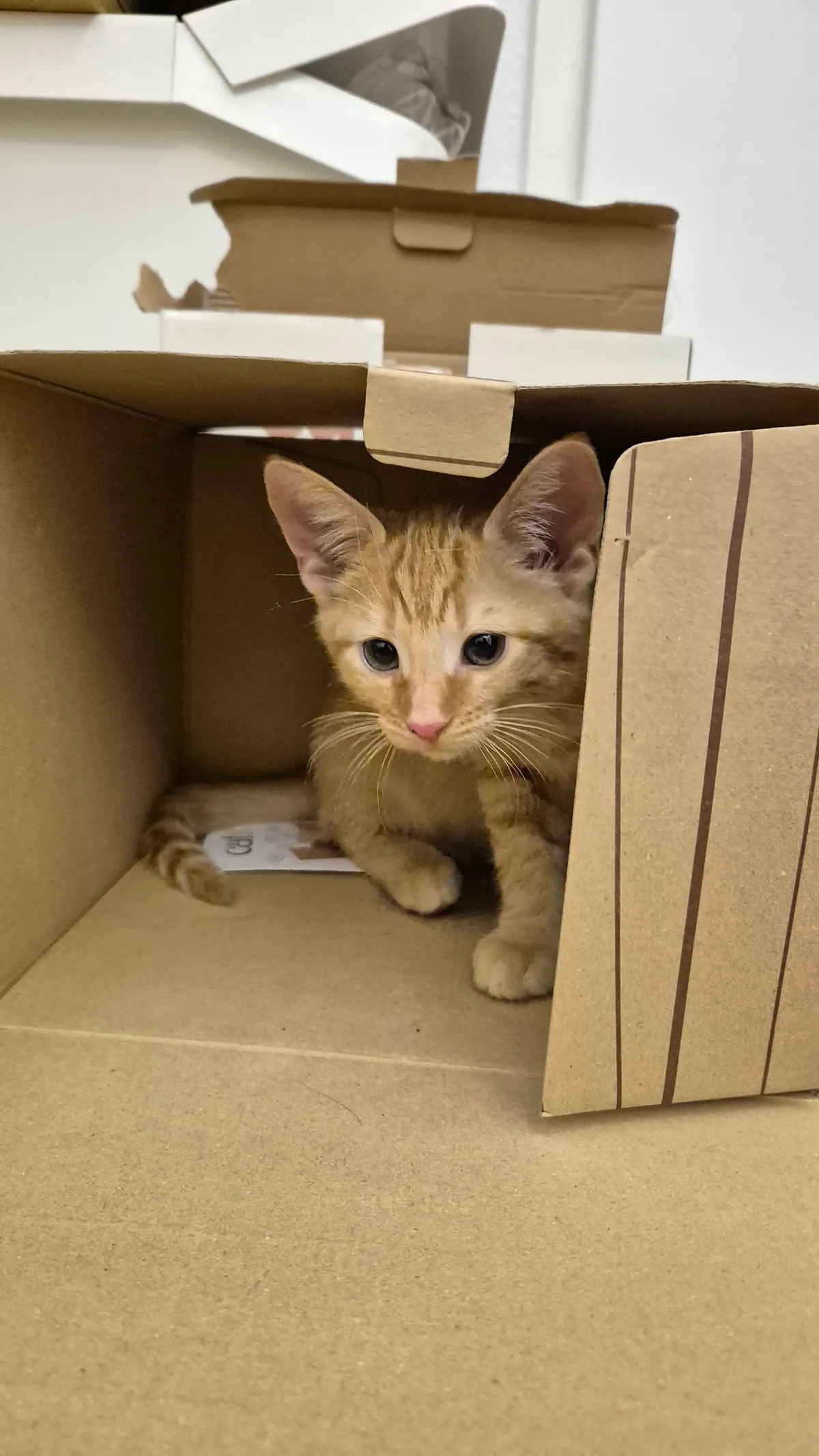 My girl Peanut - seems she is mostly growing her ears at the moment