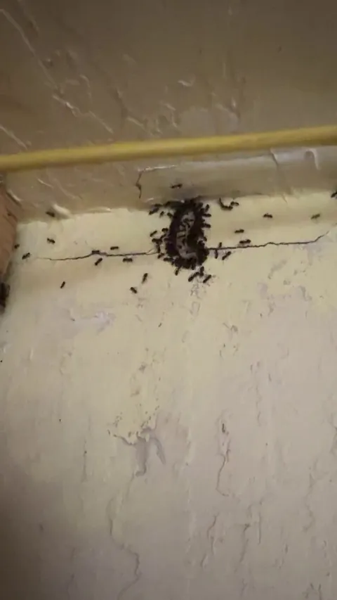 Came home to a massive red(ish) ant colony moving in last night. This is about 30 minutes after I set the ant bait out