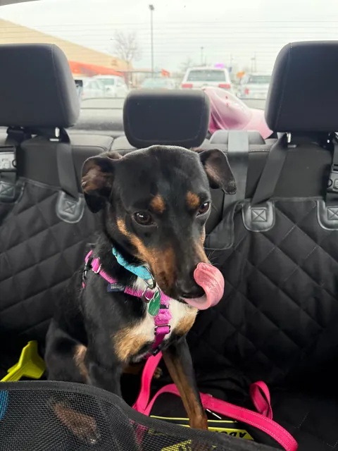 Major update: I went to visit Messiah today and a few hours later, he’s no longer on the website and officially adopted!!!!! 🎉🎉🎉