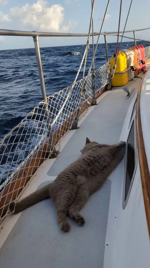 Captain Moby taking a break after reefing the sails and scaring away the seagulls.