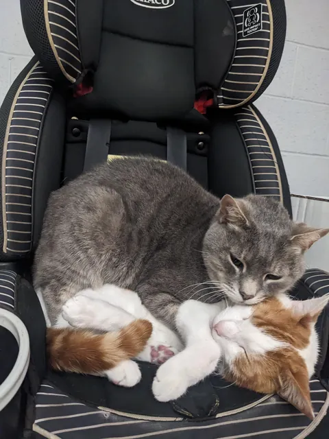 He always sits on top of him