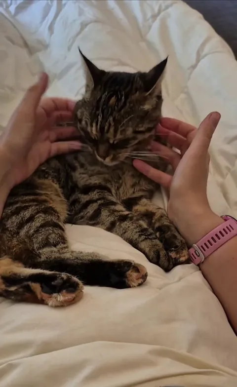 Miso loves to have her little cheeks fluffed up 😻