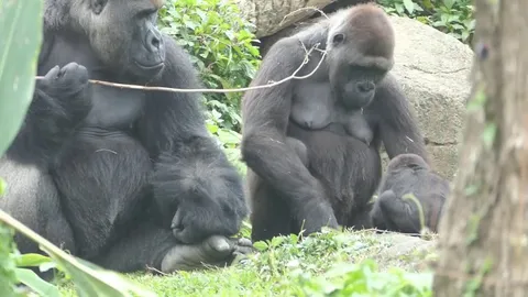 Gorilla couple going through typical couple stuff