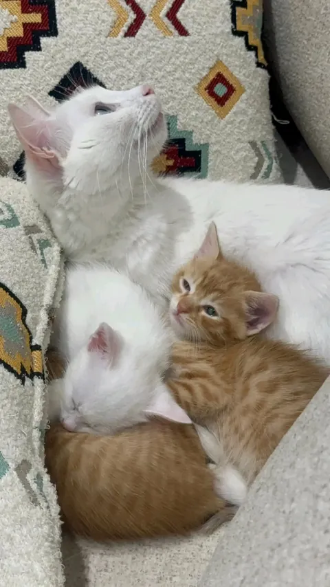 Warning: High levels of cuteness in this cuddle puddle! ☁️☀️