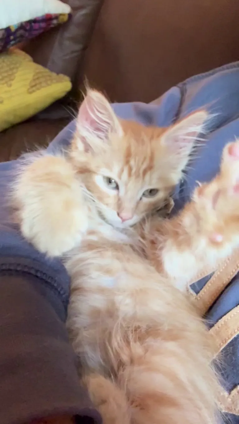 The slowest biscuit maker there ever was