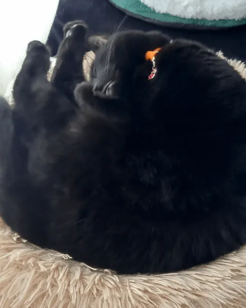 Photo Dump of my cat Hilda