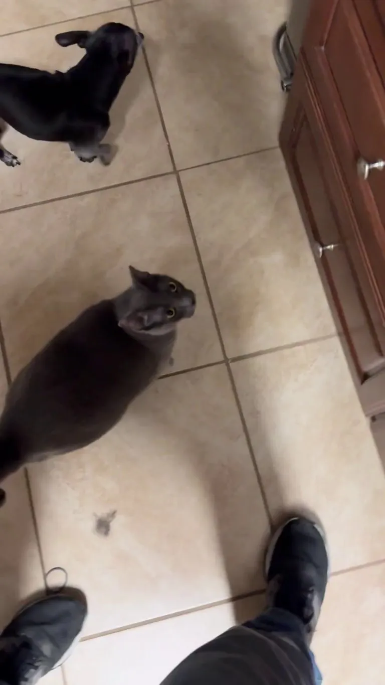 This is how my cat shows me love when I get home