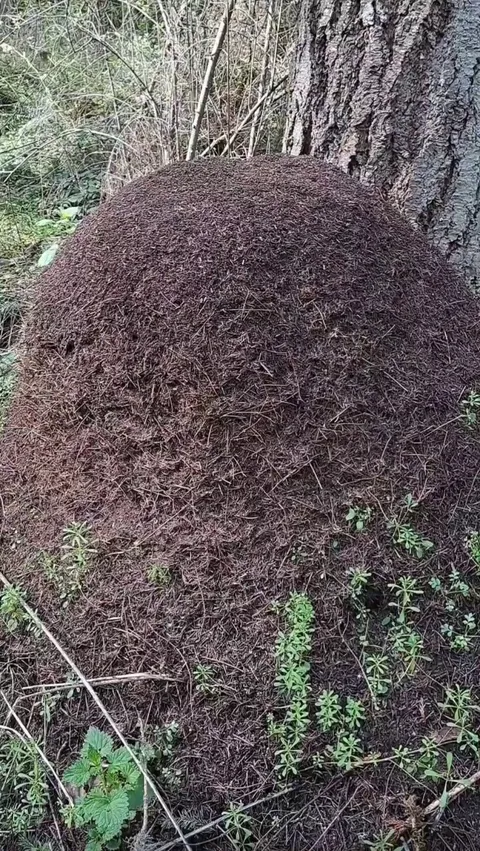 🔥large Western Thatching Ant nest (Formica obscuripes) - these nests can be several feet tall and last for decades