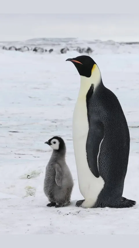 🔥The Emperor Penguin (Aptenodytes forsteri)