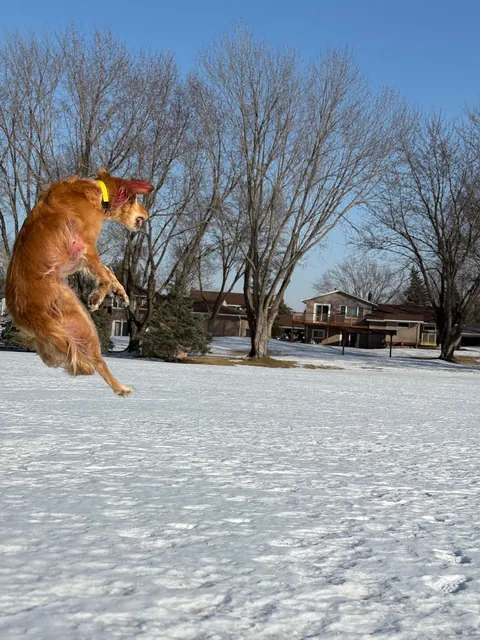 Apple is a real life air bud. Also, scroll to the end for a laugh 🤭