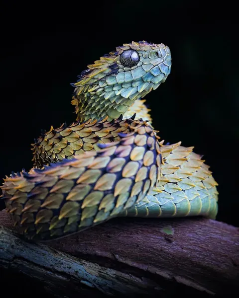 African hairy bush viper