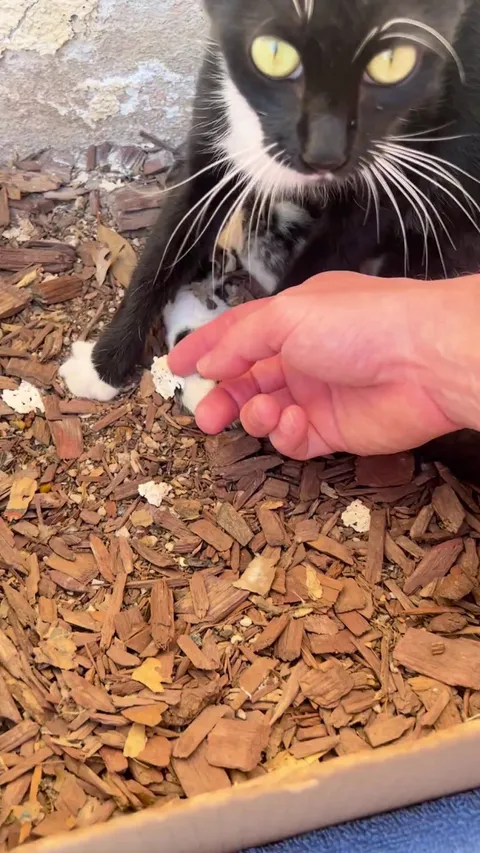 Wild cat came back a year later with presents.