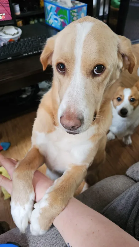 4 years later and I still don't know how I'm supposed to say "No" to this dog