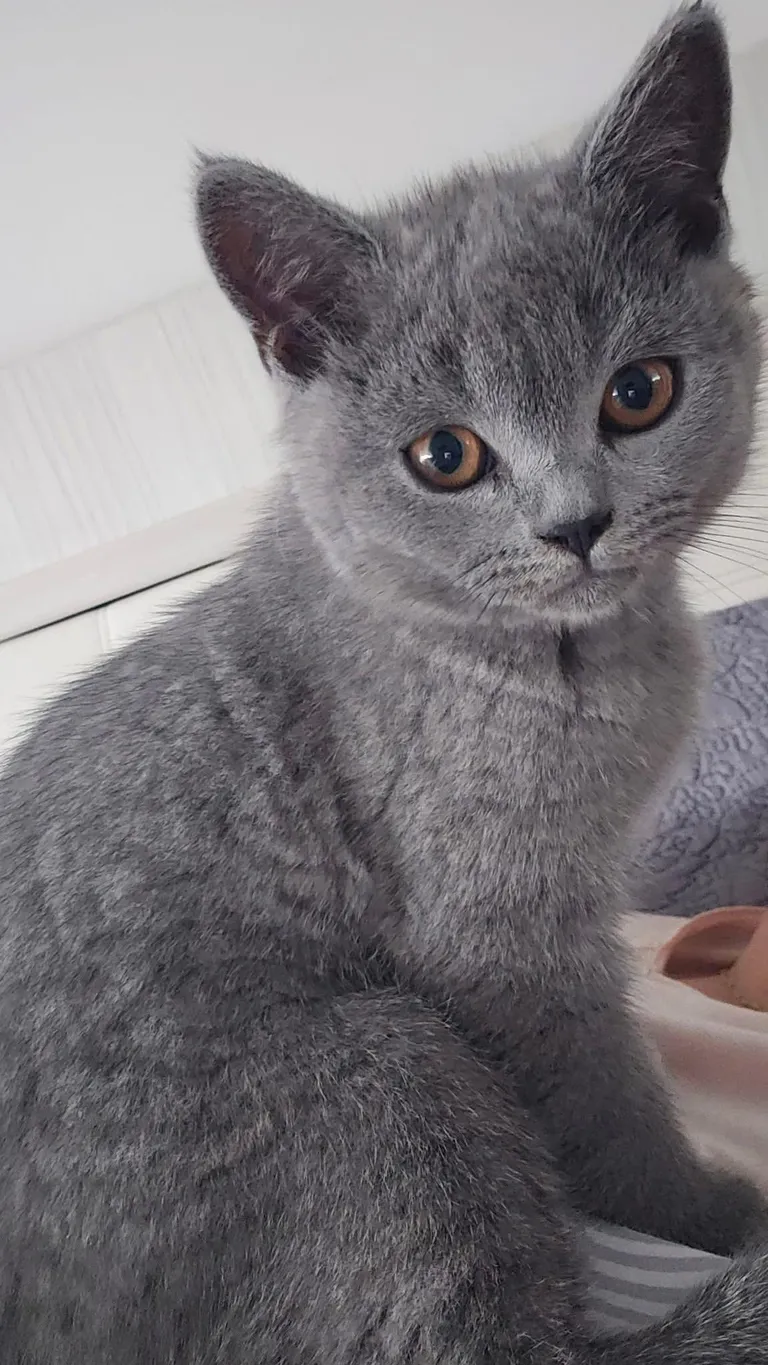 My cat wishes you a nice weekend.