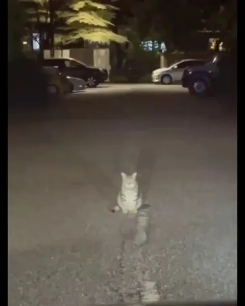 A cat watching two mice fight
