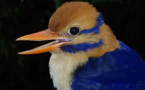 Makeup look based on the moustached kingfisher xx