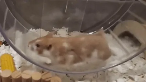 Hamster running in slow motion