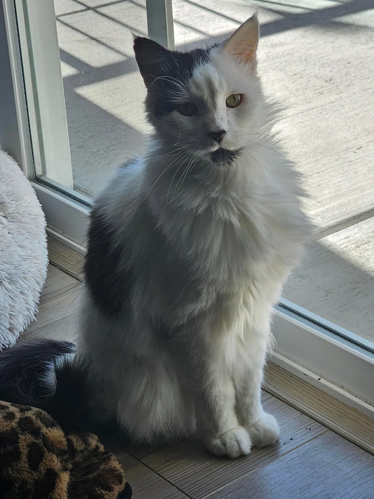 Tomorrow will be Bowies last day. Wish him happy birthday