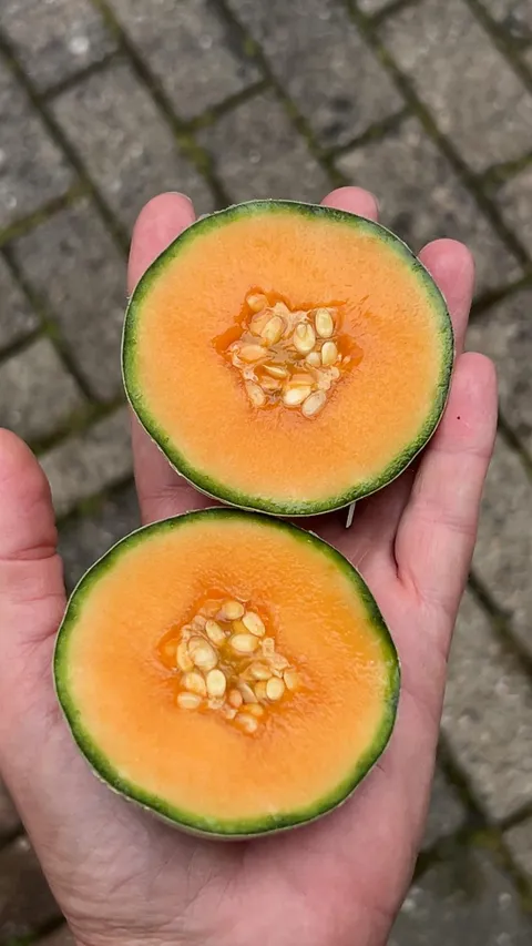 I grew a tiny cantaloupe