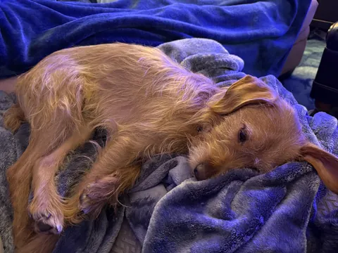 Recently adopted this scruffy looking nerf herder. Here he is dreaming of playing Sandy in a Broadway revival of“Annie.”