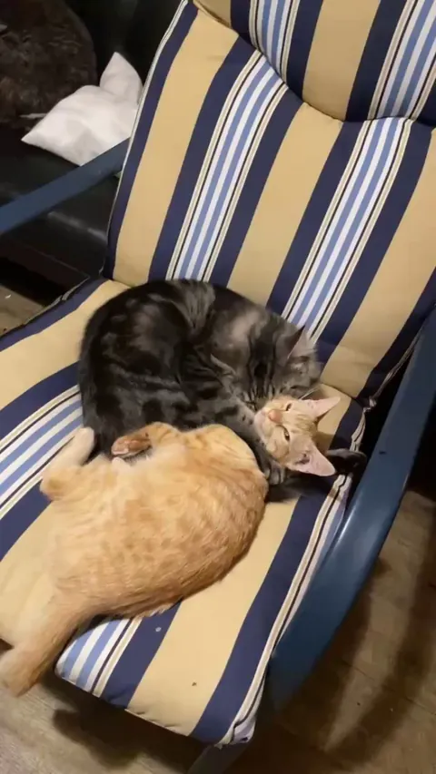 Aww hold still i want to lick you 😋 😘