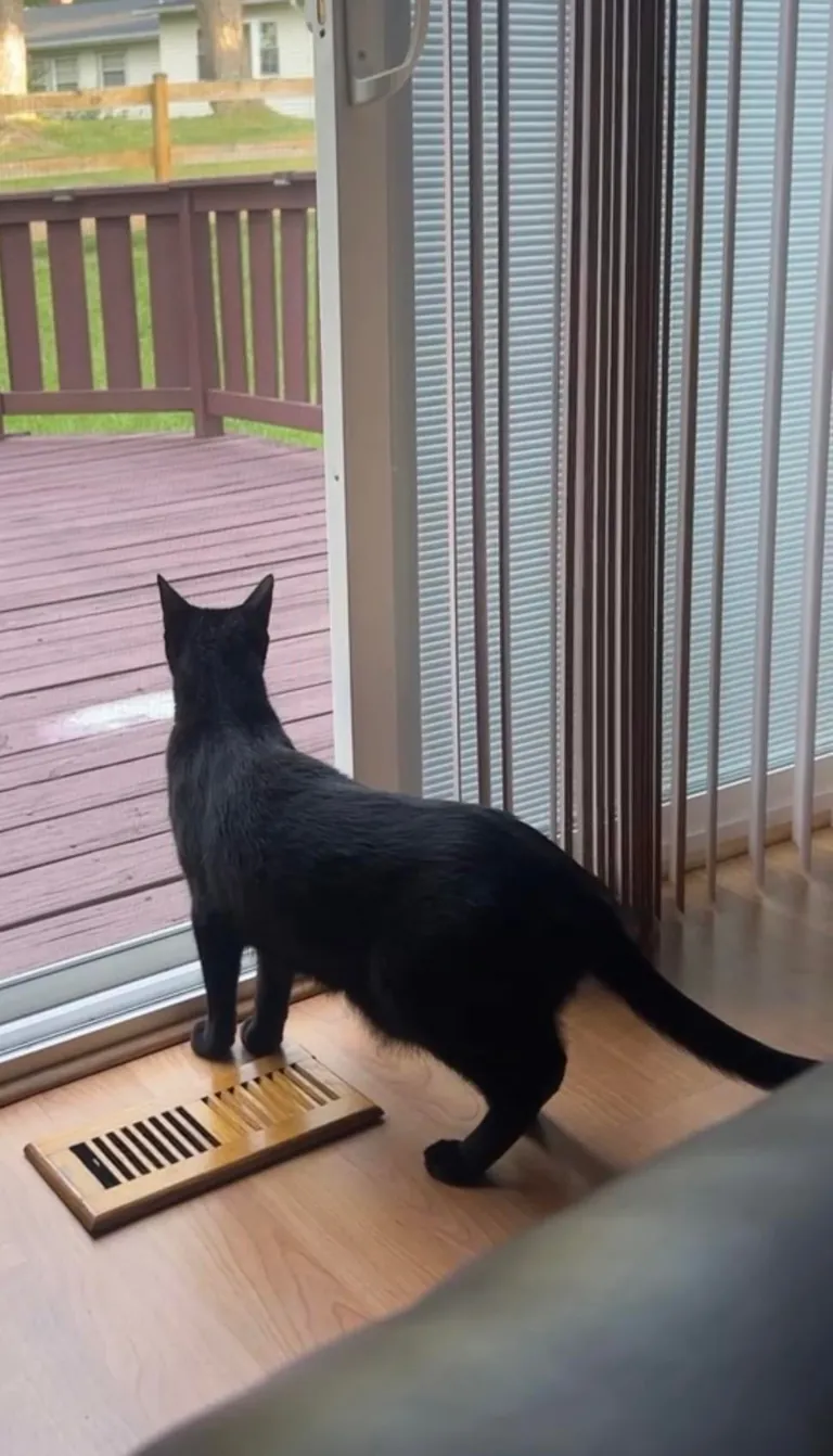 Is my cat fat or just big??