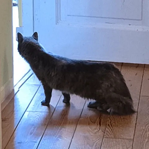 I swear these are unedited pictures of our ca-I mean, brontosaurus