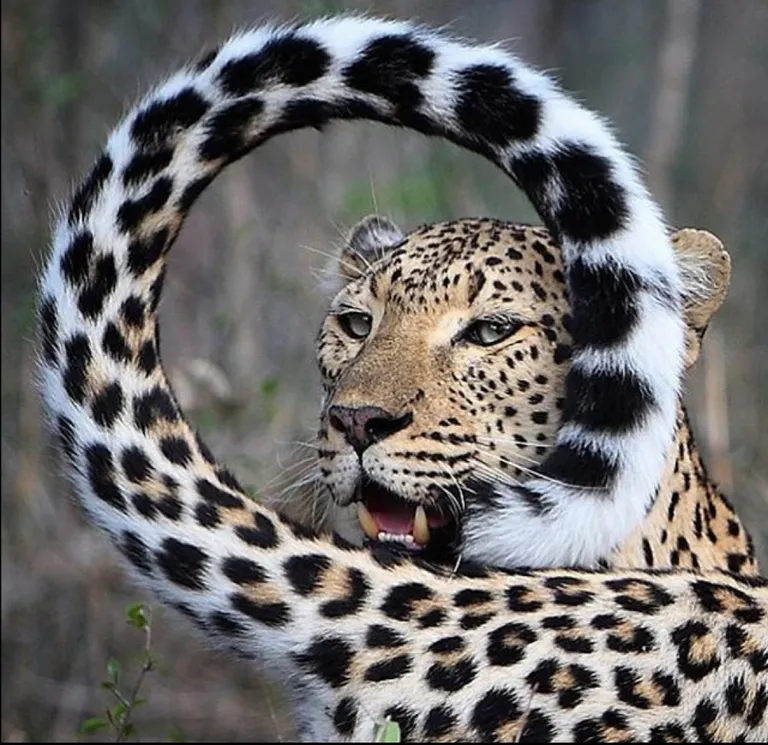 🔥 A very photogenic leopard🔥