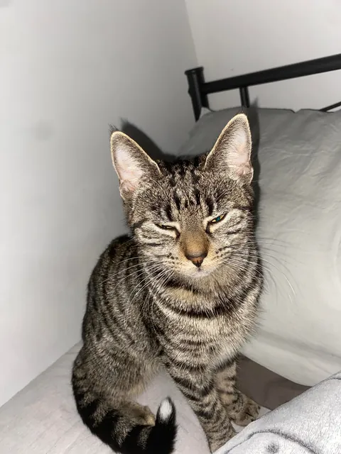 Missing kitten (about 8-10 months old) in Glasgow area, please read description.