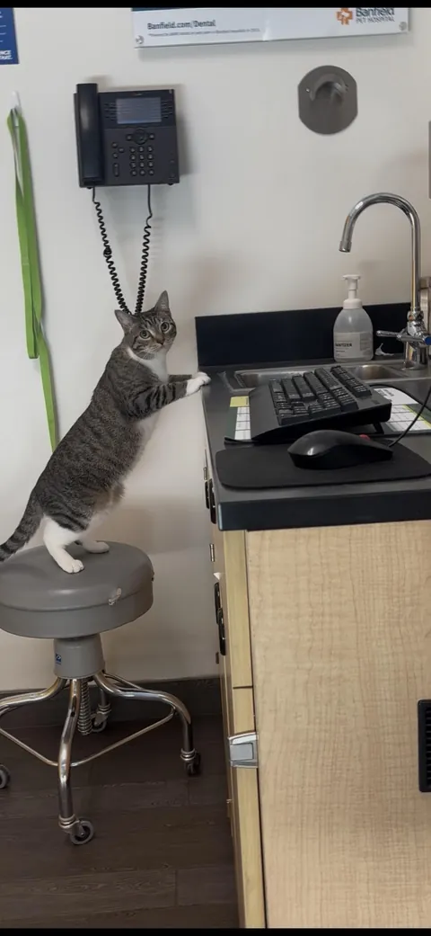 My vet looked a little different today…