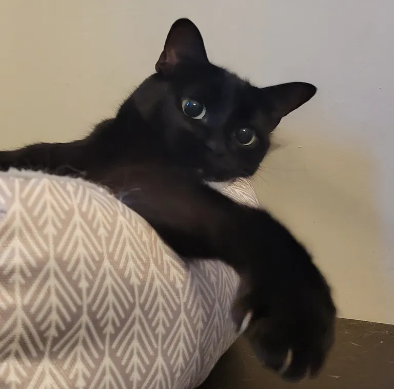 This is Vivi. She's 7.