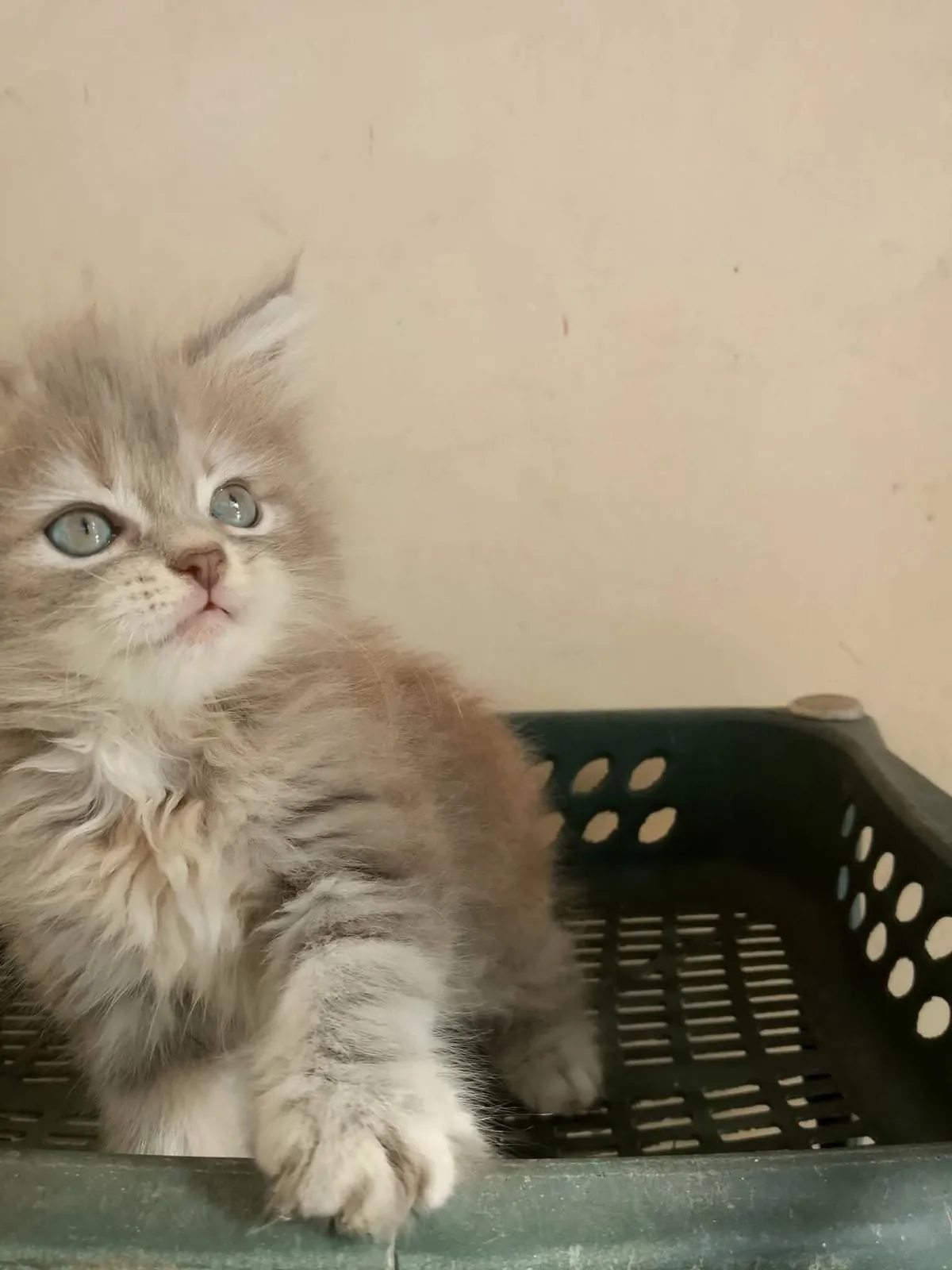 A new baby in the house! What name can we give her