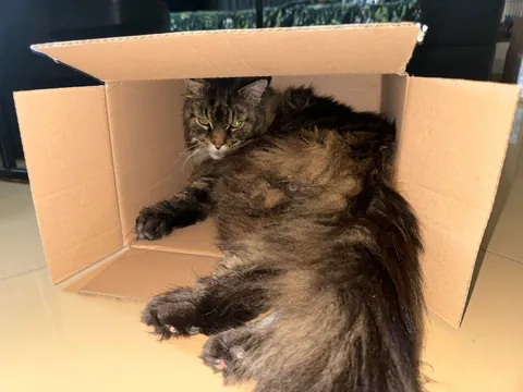 Lost my childhood beautiful boy and I couldn't even say goodbye because I'm at a college far away from home