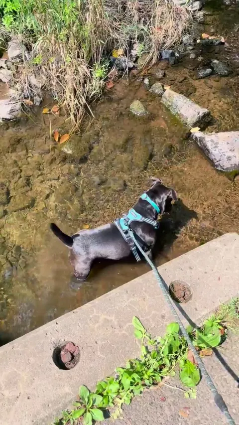 “If I wag hard enough, I’ll totally catch a fish” -my friend’s mini pit