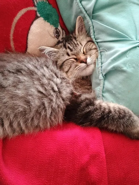 My boyfriend rescued a kitten from a tree last week