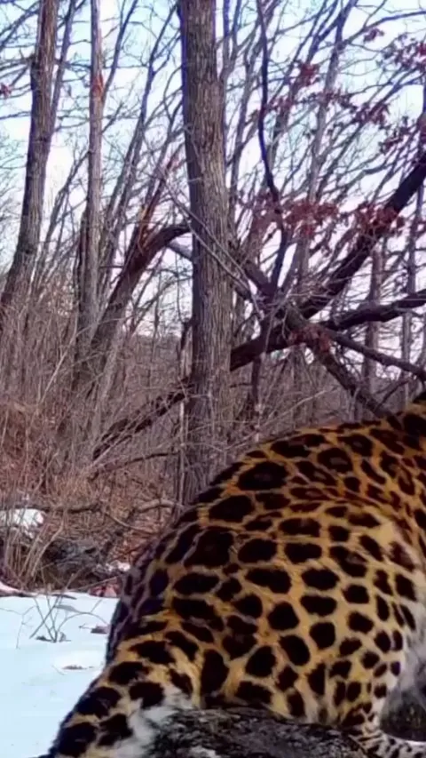 🔥camera trap video of Amur Leopard